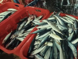 10 Ikan Bersama Kandungan Merkuri Tinggi, Wajib Cek Sebelumnya Beli